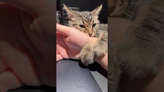 【猫動画】パパと子猫の可愛すぎる日常3選‼︎ #shorts