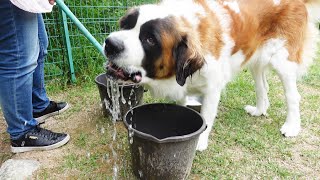 【ぽん逃走＆がぶ飲み！】平凡なセントバーナードの日記　Pon Pon's escape and gulping! Diary of an ordinary St. Bernard