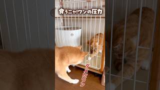 「食うニャ!ワンの圧力」猫ちゃんガムを与えるといつもこうなるぷく💦 #shorts #犬と猫 #柴犬