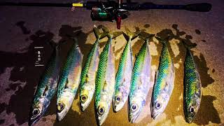 新西兰路亚钓鱼。夜间鲭鱼无法抵抗的岸抛小铁板#鱼吕行Albert Fish On#Lure Fishing New Zealand Mackerel On Micro Jig At Night