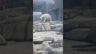 Polar bear fucking dancing