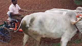 Ponni Permaculture farm, Anaimalai, Tilling for fodder cultivation.