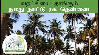 வறட்சியை தாங்கும் நாட்டு ரக தென்னை - Native Coconut Tree