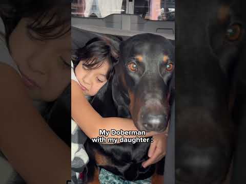 Do Dobermans bond to one person?