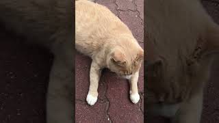 キジトラ猫撫でてるのを見てたミルクティー猫、順番来て嬉しい！ #Shorts