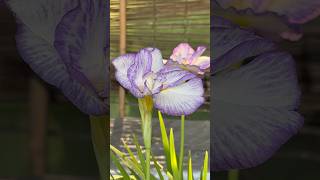 ハナショウブ//Iris ensata var. ensata