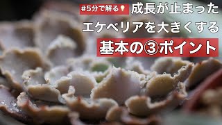 【エケベリア】成長が止まったエケベリアこれやって下さい【多肉植物】