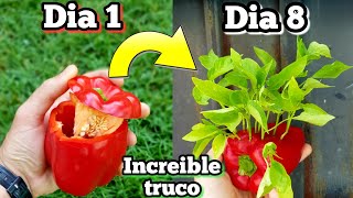 MILLONES de plantas de PIMIENTO en 8 días ! GERMINAR pimientos del SUPERMERCADO (Sembrar y plantar)