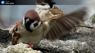 可愛的麻雀Cutest sparrows