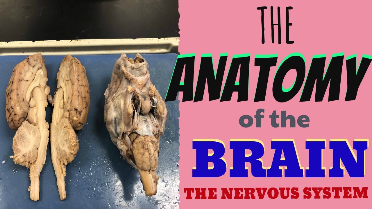 LEARN THE ANATOMY OF THE BRAIN | BRAIN DISSECTION |THE NERVOUS SYSTEM ...