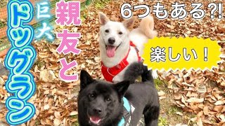 【甲斐犬】親友と超楽しいドッグラン行ってみた！【関西】