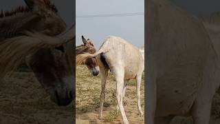 Donkeys#animals #youtubeshorts #shortsvideo #jungle