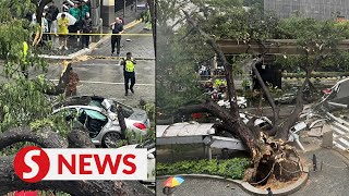 Tree falls in KL city with cars trapped under it
