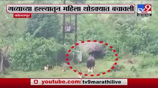 Kolhapur Bisen Attack |  कोल्हापूरात  गव्याच्या हल्ल्यातून महिला थोडक्यात बचावली-tv9