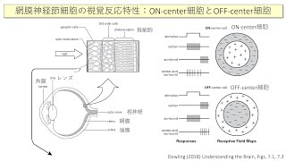 知能情報工学概論9（10/26）：神経科学入門5