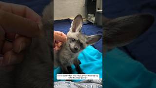 A bat eared fox was rescued and raised by kind hearted people #animalshorts #shortvideo