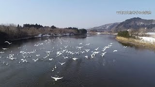 ハクチョウを空撮　飛び立つ姿「圧巻」　青森・平内町