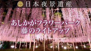 【日本夜景遺産】あしかがフラワーパーク 藤のライトアップ