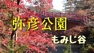 弥彦紅葉を見に行こう！【もみじ谷編】