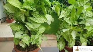 The Plantmaniacs Syngonium podophyllum plant