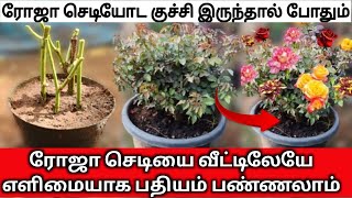 ரோஜா செடியோட குச்சி இருந்தால் போதும்//@Worldnurserygarden //Rose care tips Tamil