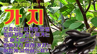 💖4월과 5월에 심는 텃밭작물//🍆가지 //🌱모종심는 시기와 방법/잎따기/곁순제거/곁가지 유인/웃거름주기//등등