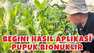 Membuat Pupuk Generatif Bionuklir untuk Jagung Saya