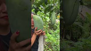 Mangga Kiojay Vs Mangga Mahatir #manggamahatir