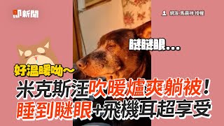 米克斯汪卡位暖爐前！睡到瞇眼＋飛機耳超享受😪｜寵物動物｜狗狗