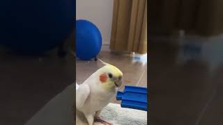 威嚇の代わりに歌うオカメインコ #shorts