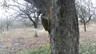 IN FRONT OF WILDLIFE CAMERAS: Woodpecker at old appletree