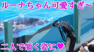 ルーナちゃんイケメントレーナーさんと頭フリフリ可愛すぎ～😍 鴨川シーワールド シャチ Kamogawa Sea World Orca