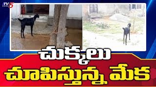 యజమానికి చుక్కలు చూపిస్తున్న మేక | TV5