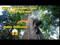 🔴 Proses Panen Madu Hutan Liar Bandung Jawa Barat, Super Ekstrim😱 | Kiara/Sialang/Tualang