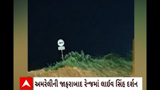 Amreli News : અમરેલીની જાફરાબાદ રેન્જમાં લાઈવ સિંહ દર્શન કરાવનારને વન વિભાગે કર્યો ફરજમુક્ત