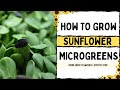 How to Grow Sunflower Microgreens |  Full Walkthrough with TIPS & TRICKS |  On The Grow