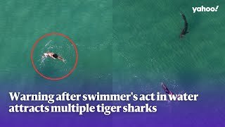 Warning after swimmer’s act in water attracts multiple tiger sharks | Yahoo Australia