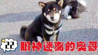 被迫营业的奥利奥，眼神迷离睡不醒！【犬道app】