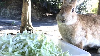 うさぎ「これ全部、おいらだけで食べちゃうけどいいよね？」