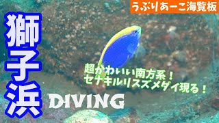 【伊豆で潜ろう】晩夏の獅子浜ダイビング 1080p60HD