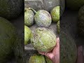 mamey apple review weird fruit star apple exotic fruits