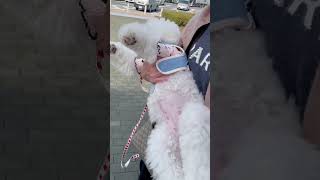 怠け者すぎる帰り方の遊び疲れたビション子犬 #shorts #ショート動画