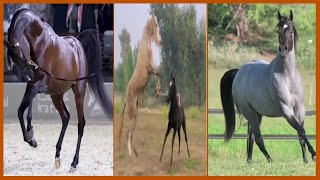 Funny Horses Show Strength Try Not To Laugh It's Really Strongest Horse Funny Video 2022 #22