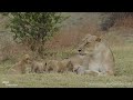 lioness nursing