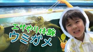 「越前松島水族館2012」（ナイター営業）