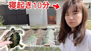 リクガメ多数飼い女子がする餌やりモーニングルーティン