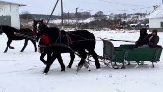 Христос Рождається! Першерончик на продаж