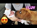 Blind Puppy Meets Newborn Baby First Time [CUTEST VIDEO EVER]