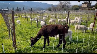 Animals Grazing at V. Sattui's Vittorio's Vineyard and Suisun Valley Property