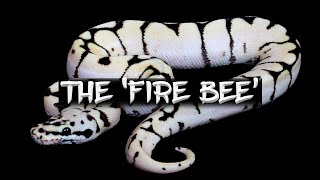 The 'Fire Bee' Ball Python
